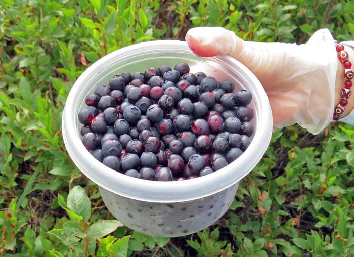 Huckleberry huckleberries recipes lemonade picked tasty miss fresh then these do don